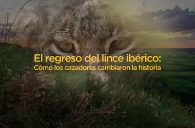 Cazadores y la Recuperación del Lince Ibérico: Un Documental Revelador