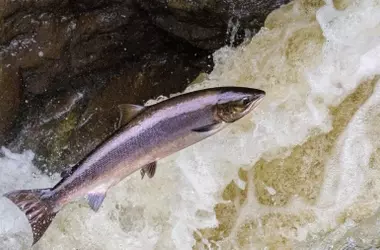 Asturias solicita veda total para el salmón ante la ausencia del 'campanu' y la crisis ecológica