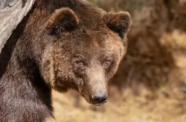 Proyecto LoupO: Armonía entre Fauna Salvaje y Vida Rural en los Pirineos