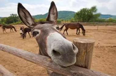 Día Mundial del Burro 2026: Una Especie Ancestral en Peligro Crítico