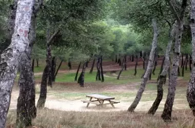 Pinares de Venecia de Zaragoza: Un Siglo de Existencia Bajo Amenaza Urbanística
