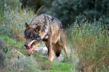 La Lucha por el Lobo Ibérico: Ciencia Ignorada Ante Presiones por la Caza