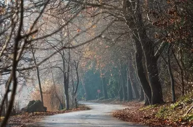 Alicante Refuerza la Protección Forestal con Millonaria Inversión para la Prevención de Incendios