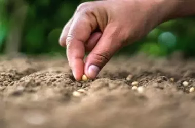 La Microbiota del Suelo: Un Escudo Natural para la Salud Agrícola y Humana