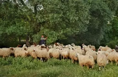 Prácticas de Pastoreo en Navalvillar: Beneficios para el Ganado y Estrategias contra Incendios