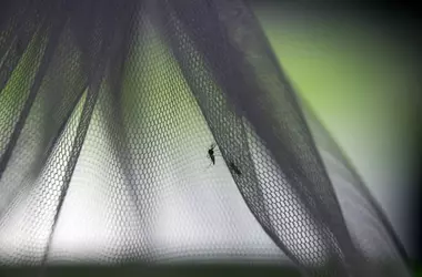 Aumento Temprano de Mosquitos en España por Clima Cálido y Lluvias