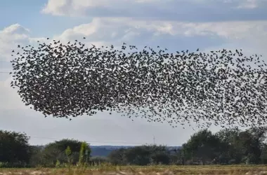 Día Mundial de las Aves Migratorias 2026: Una Conexión Vital para el Planeta y Su Conservación