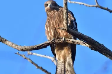 Día Mundial de las Aves Migratorias 2026: Nuevos Hallazgos sobre la Conservación del Milano Negro