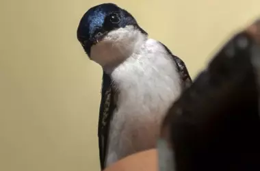 Aves urbanas: aliados esenciales para la salud ambiental y el control de plagas en ciudades