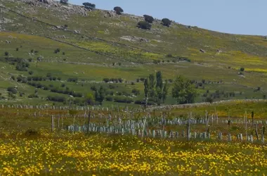 La agricultura regenerativa podría reducir drásticamente la escorrentía en Valencia