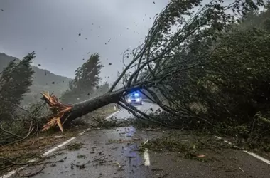 La preocupación por el exceso de madera en los bosques del Ripollès tras los vendavales