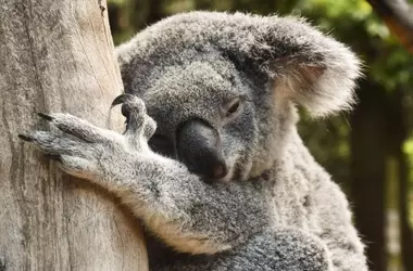 La Deshidratación de los Koalas: Un Grito de Alerta ante el Calor Extremo en Australia