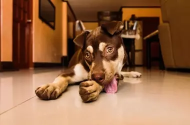 El lamido excesivo en perros: un indicador de problemas de salud ocultos