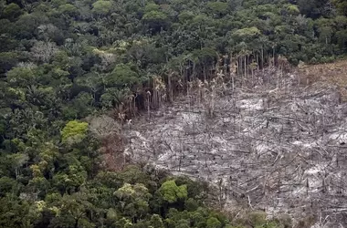 La Extensi￳n Forestal Global Disminuye Drásticamente: Un Análisis de la Pérdida de Bosques entre 2015 y 2025