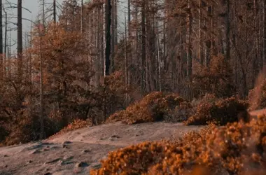 La Memoria del Fuego: Una Nueva Perspectiva para la Prevención de Incendios en Europa