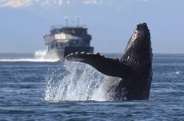 Ballenas modifican su comunicación frente al ruido de barcos