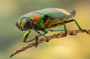 Un Vistazo Íntimo a los Habitantes Más Pequeños de Nuestras Ciudades: 'Insectos al Detalle. Vecinos Urbanos'