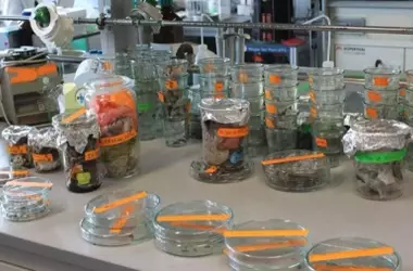 Científicos alemanes desarrollan bioplástico compostable y moldeable a baja temperatura