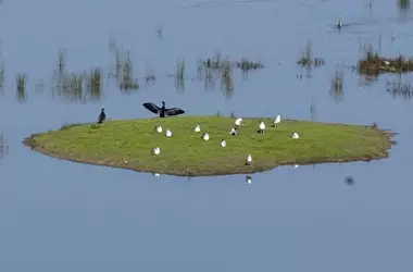 La naturaleza adquiere estatus legal para su defensa: un movimiento global en ascenso