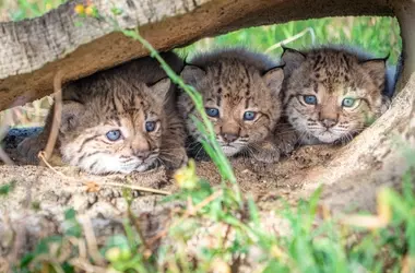 La cría de lince ibérico en Huelva y Cáceres celebra el nacimiento de 31 nuevos cachorros
