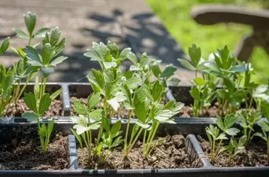 Día Mundial de la Salud Vegetal: Retos y Soluciones ante el Clima