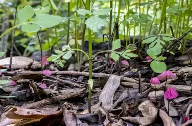 La Vital Interconexión de la Biodiversidad del Suelo con la Estabilidad Climática Global