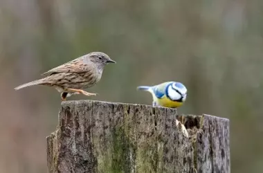 La Comisión Europea debate la eficiencia de las Directivas de Aves y Hábitats