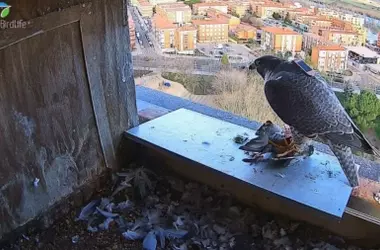 Halcones peregrinos en Zamora: monitoreando a las tres crías con tecnología GPS