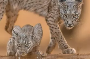 Un hito para la conservación: 31 nuevos cachorros de lince ibérico nacen en 2026