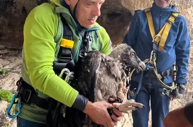 Liberación exitosa de quebrantahuesos en Jaén: un paso más en la recuperación de la especie