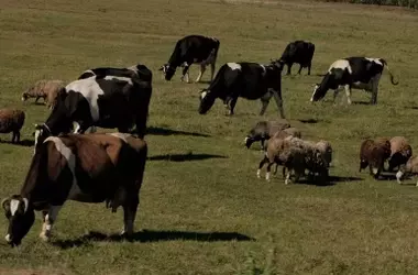 Pastoreo Tradicional y Salud Ecológica: Un Vínculo Esencial en la Península Ibérica