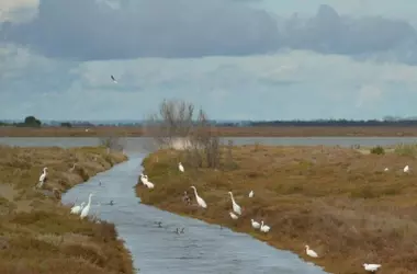 La frágil recuperación de Doñana: un espejismo que exige medidas urgentes