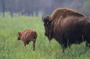 Reintroducción del bisonte europeo en España: entre la esperanza ecológica y el escepticismo científico
