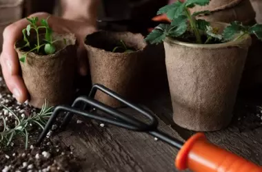 El mito de los fósforos en las plantas: ¿ayuda o riesgo para tus cultivos?