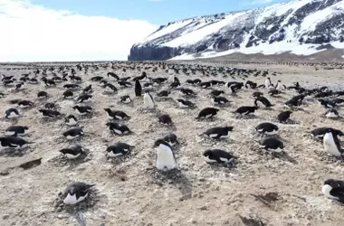 Un Misterio Atmosférico en la Antártida: La Sorprendente Contribución de los Pingüinos a la Formación de Nubes