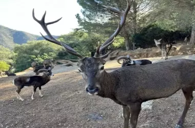 La Junta de Andalucía recurre ante el Tribunal Supremo el caso de la Eco Reserva de Ojén en Málaga
