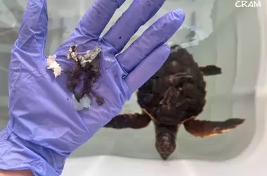 Tortugas marinas y la contaminación plástica en el Mediterráneo: Un desafío ambiental urgente
