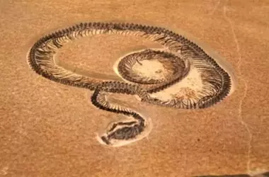 Descubierta en la India una Serpiente de 15 Metros, 47 Millones de Años de Antigüedad