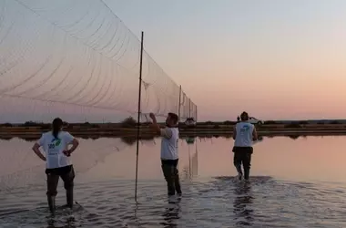 Diez Años de Anillamiento Nocturno Revelan Secretos Migratorios de Aves en Marismas del Odiel
