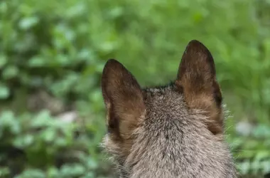 Autonomías Españolas Demandarán al Gobierno por Incumplimiento Normativo sobre el Lobo