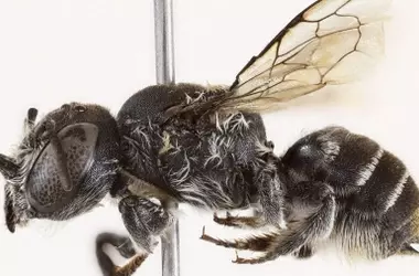 Megachile lucifer: El misterio de la abeja con cuernos que advierte sobre la biodiversidad australiana