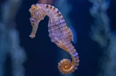 Día Mundial de las Especies Amenazadas 2026: Una Alerta Global ante la Crisis de Biodiversidad