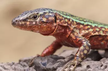 Urgente rescate: La serpiente de herradura amenaza a la lagartija pitiusa