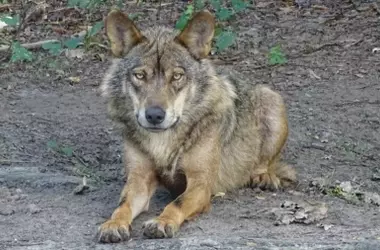 Alertan sobre la drástica reducción de lobos en Asturias y su reemplazo por perros asilvestrados