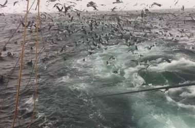 Soluciones Urgentes para Proteger a los Albatros de la Pesca de Palangre en Perú