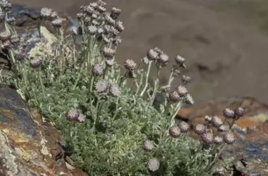 La manzanilla de Sierra Nevada: Un tesoro botánico en peligro crítico de extinción