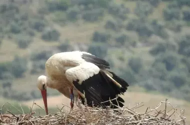 El Corredor Ibérico: Uniendo Naturaleza entre España y Portugal