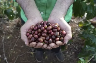 La Unión Europea Impulsa el Café y Cacao Sostenible: Un Nuevo Paradigma para el Mercado