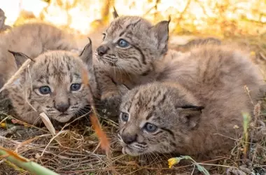 Un Éxito de Conservación: La Cría del Lince Ibérico en 2026 Impulsa su Recuperación en España