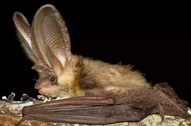 El renacimiento de los murciélagos en Riotinto: un modelo de biodiversidad y sostenibilidad